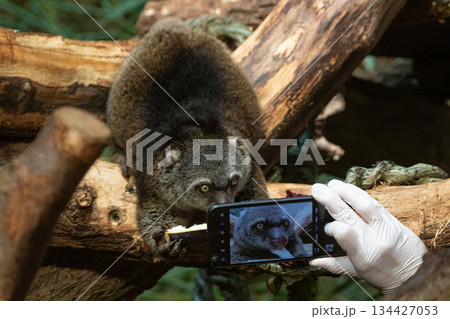 cute wild bear cuscus aulirops ursinus arboreal 134427053