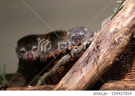cute wild bear cuscus aulirops ursinus arboreal cute wild bear cuscus aulirops ursinus arboreal 134427054