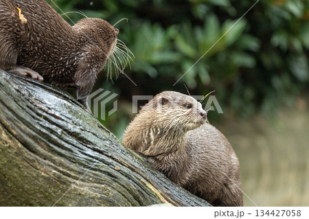 Asian small clawed otter Amblonyx cinerea, small clawed otter 134427058