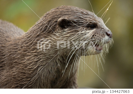 Asian small clawed otter Amblonyx cinerea, small clawed otter Asian small clawed otter Amblonyx cinerea, small clawed otter 134427063