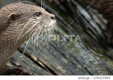 Asian small clawed otter Amblonyx cinerea, small clawed otter 134427064