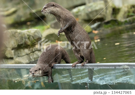 Asian small clawed otter Amblonyx cinerea, small clawed otter Asian small clawed otter Amblonyx cinerea, small clawed otter 134427065