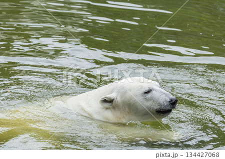 Polar bear swimming in green water with gentle ripples and serene atmosphere Polar bear swimming in green water with gentle ripples and serene atmosphere 134427068