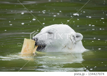 Polar bear swimming in water with piece of ice in its mouth 134427074