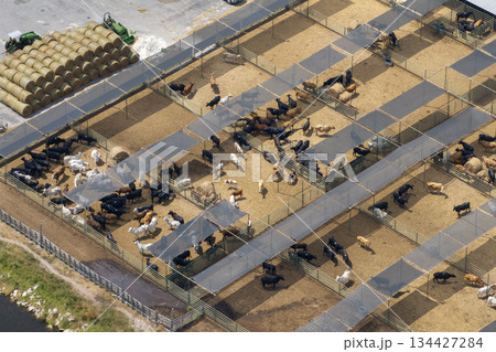 Large stockyard with meat cows. Feeding of cattle on farm feedlot in countryside area Large stockyard with meat cows. Feeding of cattle on farm feedlot in countryside area 134427284