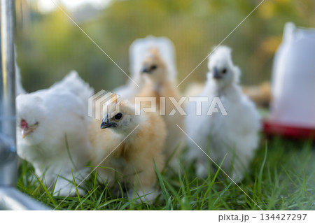 Keeping domestic chicken in free range chicken coop on home backyard. Poultry hen house with green grass in suburban garden Keeping domestic chicken in free range chicken coop on home backyard. Poultry hen house with green grass in suburban garden 134427297