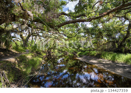 Florida wetlands nature. Jungles with palm trees and tropical vegetation in southern USA 134427359