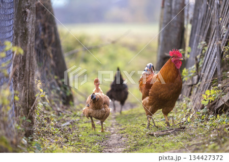 Flock of two red hens and rooster outdoors on bright sunny day on blurred colorful rural background. Farming of poultry, chicken meat and eggs concept. 134427372