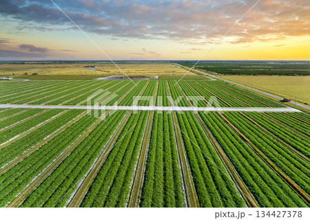 Farm fields in Florida. Agricultural cultivated field in summer season with growing green crops. Farming and agriculture industry in USA Farm fields in Florida. Agricultural cultivated field in summer season with growing green crops. Farming and agriculture industry in USA 134427378