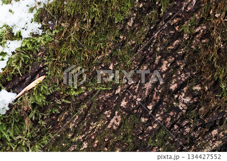 Tree Bark with Moss and Snow Natural Texture Close-Up 134427552