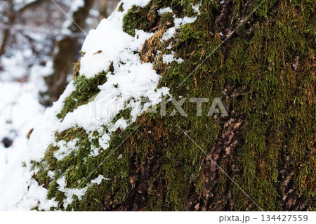 Tree Bark with Moss and Snow Natural Texture Close-Up Tree Bark with Moss and Snow Natural Texture Close-Up 134427559