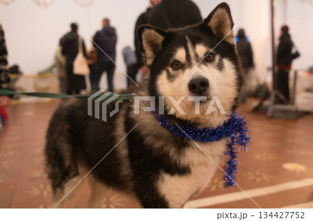 Celebrating Yuletide: The Magic and Warmth of Christmas 134427752