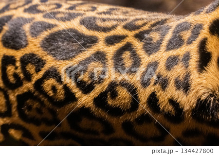 Close-up of leopard fur showcasing unique spotted pattern and texture 134427800