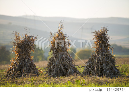 Dry corn stalks golden sheaves in empty grassy field after harvest on foggy hills and cloudless blue sky copy space background at fall. Peaceful misty landscape, rural autumn panorama. Dry corn stalks golden sheaves in empty grassy field after harvest on foggy hills and cloudless blue sky copy space background at fall. Peaceful misty landscape, rural autumn panorama. 134429734