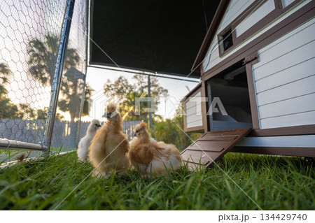 Domestic chicken in small backyard chicken coop. Silkie chicks sustainably raised in free range conditions 134429740