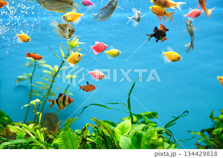 Colorful exotic fish swimming in deep blue water aquarium with green tropical plants 134429818