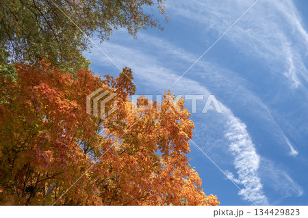 Colorful autumn nature. Canopies of yellow forest trees in fall season Colorful autumn nature. Canopies of yellow forest trees in fall season 134429823