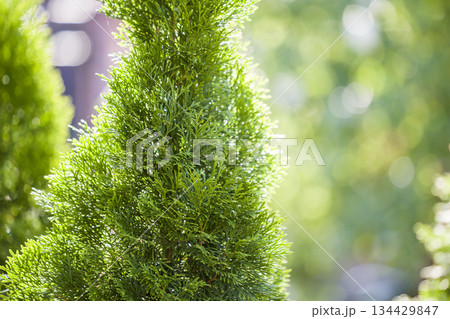 Closeup of green christmas leaves of thuja tree on green bokeh background. Twig of occidentalis evergreen coniferous bush, also known as Chinese thuja. 134429847