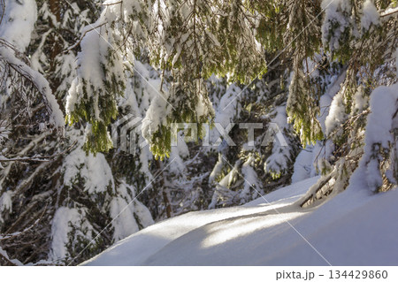 Close-up shot of pine tree branche with green needles covered with deep fresh clean snow on blurred blue outdoors copy space background. Merry Christmas and Happy New Year greeting postcard. Close-up shot of pine tree branche with green needles covered with deep fresh clean snow on blurred blue outdoors copy space background. Merry Christmas and Happy New Year greeting postcard. 134429860