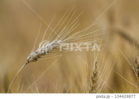 Close-up of warm colored golden yellow ripe focused wheat head on sunny summer day on soft blurred foggy meadow wheat field light brown background. Agriculture, farming and rich harvest concept. 134429877
