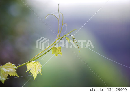Close-up of isolated tender vintage twig sprout with spider web on green leaves on bright sunny copy space background. Postcard theme, beauty of nature concept. 134429909