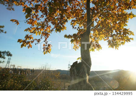 Fantastic Autumn leaf color in suburb of a city or town in sunrise 134429995