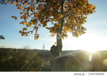 Fantastic Autumn leaf color in suburb of a city or town in sunrise Fantastic Autumn leaf color in suburb of a city or town in sunrise 134430060