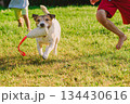 Children playing fetch with jack russell terrier dog in backyard garden - family pet bonding 134430616