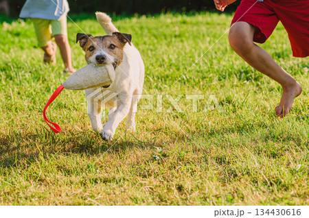 Children playing fetch with jack russell terrier dog in backyard garden - family pet bonding Children playing fetch with jack russell terrier dog in backyard garden - family pet bonding 134430616