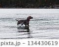 German Shorthaired Pointer puppy playing in cold Fall sea water during walk at beach 134430619