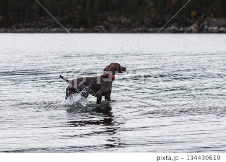 German Shorthaired Pointer puppy playing in cold Fall sea water during walk at beach 134430619
