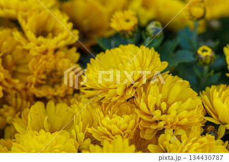 beautiful bushes of yellow chrysanthemum flowers beautiful bushes of yellow chrysanthemum flowers 134430787