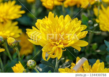 beautiful bushes of yellow chrysanthemum flowers beautiful bushes of yellow chrysanthemum flowers 134430788
