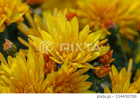 beautiful bushes of yellow chrysanthemum flowers beautiful bushes of yellow chrysanthemum flowers 134430789