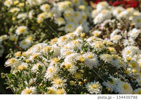 beautiful bushes of chrysanthemum flowers yellow colors 134430798