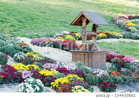 beautiful bushes of chrysanthemum flowers purple colors, windmill and well beautiful bushes of chrysanthemum flowers purple colors, windmill and well 134430802