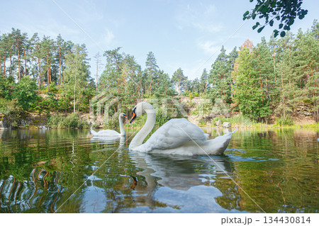 beautiful lake with a canyon on which swans swim with a blue sky 134430814