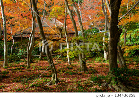 祇王寺_9388 134430859