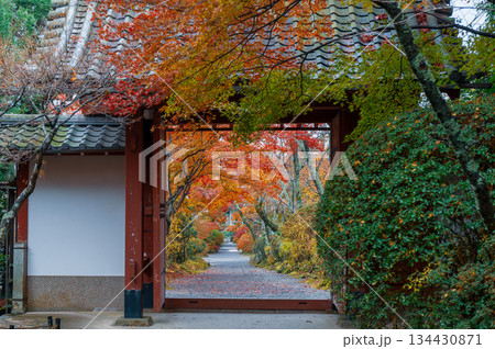 常照寺の紅葉_4370 134430871