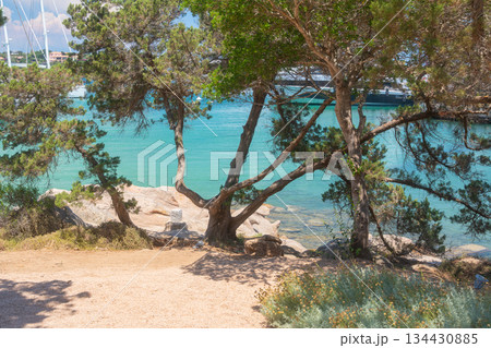 Pine trees growing near turquoise sea on sandy beach. Natural coastal landscape, summer vacation and peaceful seaside atmosphere. 134430885