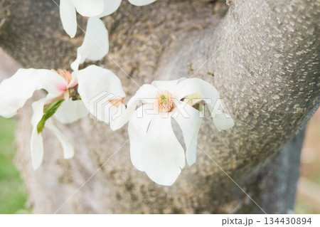北海道の公園に咲くコブシの花 北海道の公園に咲くコブシの花 134430894