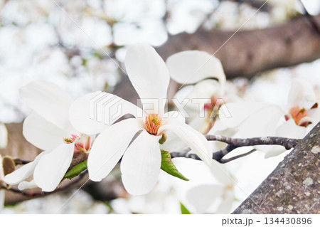 北海道の公園に咲くコブシの花 134430896