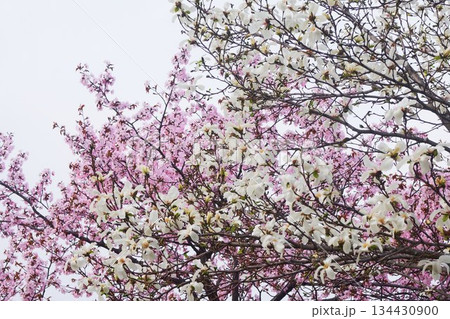 北海道の公園に咲く桜とコブシの花 134430900