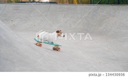 A Jack Russell Terrier rides a penny board at a skate park. 134430936