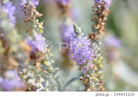 爽やか　トウテイランの花 134431224