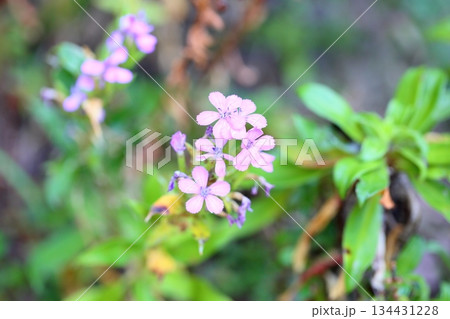 可愛い　ハマナデシコの花 134431228