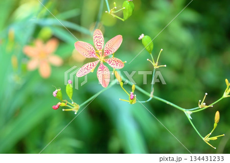和風 風情 ヒオウギの花 和風 風情 ヒオウギの花 134431233