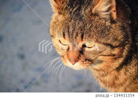 A close up portrait of a beautiful brown tabby cat wearing a red collar looking up at the camera 134431354