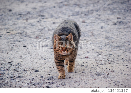 A confident brown tabby cat walking directly towards the camera on a gravel road in dayligh 134431357