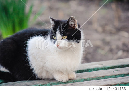 A beautiful black and white tuxedo cat sitting calmly on a green wooden bench in an outdoor garden 134431388